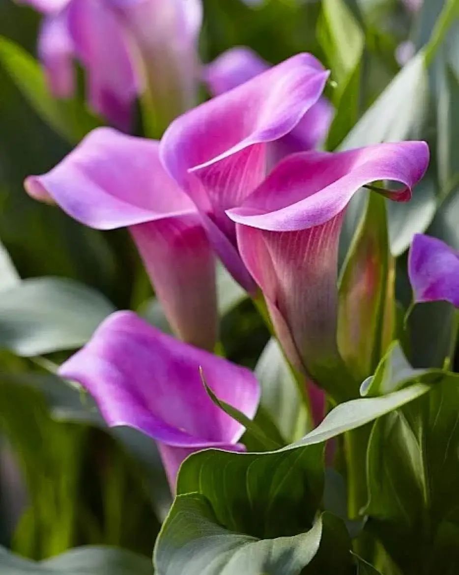 马蹄莲开花后的养殖方法,马蹄莲开花期间养护注意事项