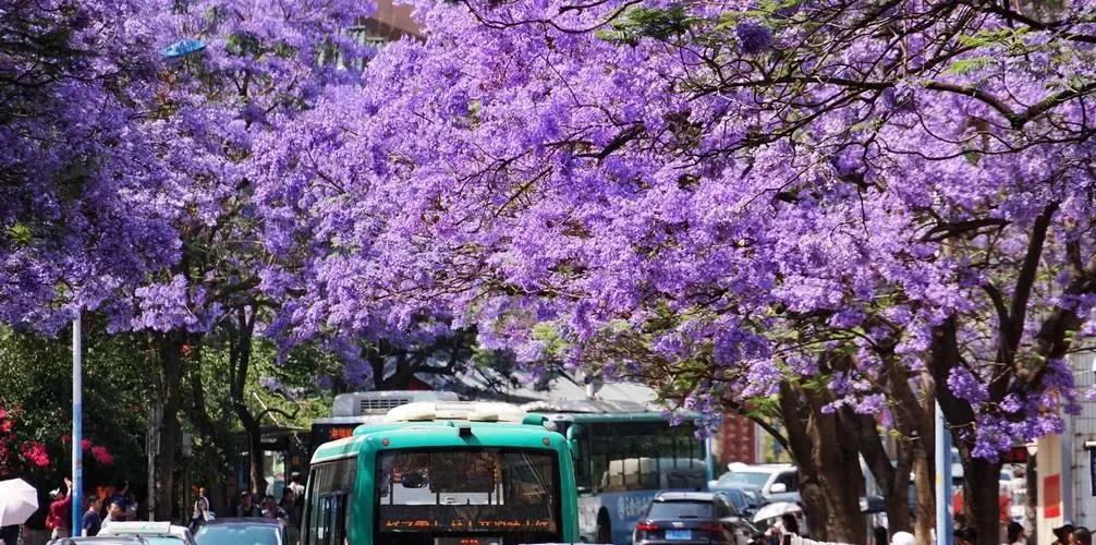 天猫正品险,天猫正品药房