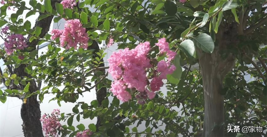 日本家庭主妇一天做多少小时家务,日本家庭主妇凌晨5点做家务