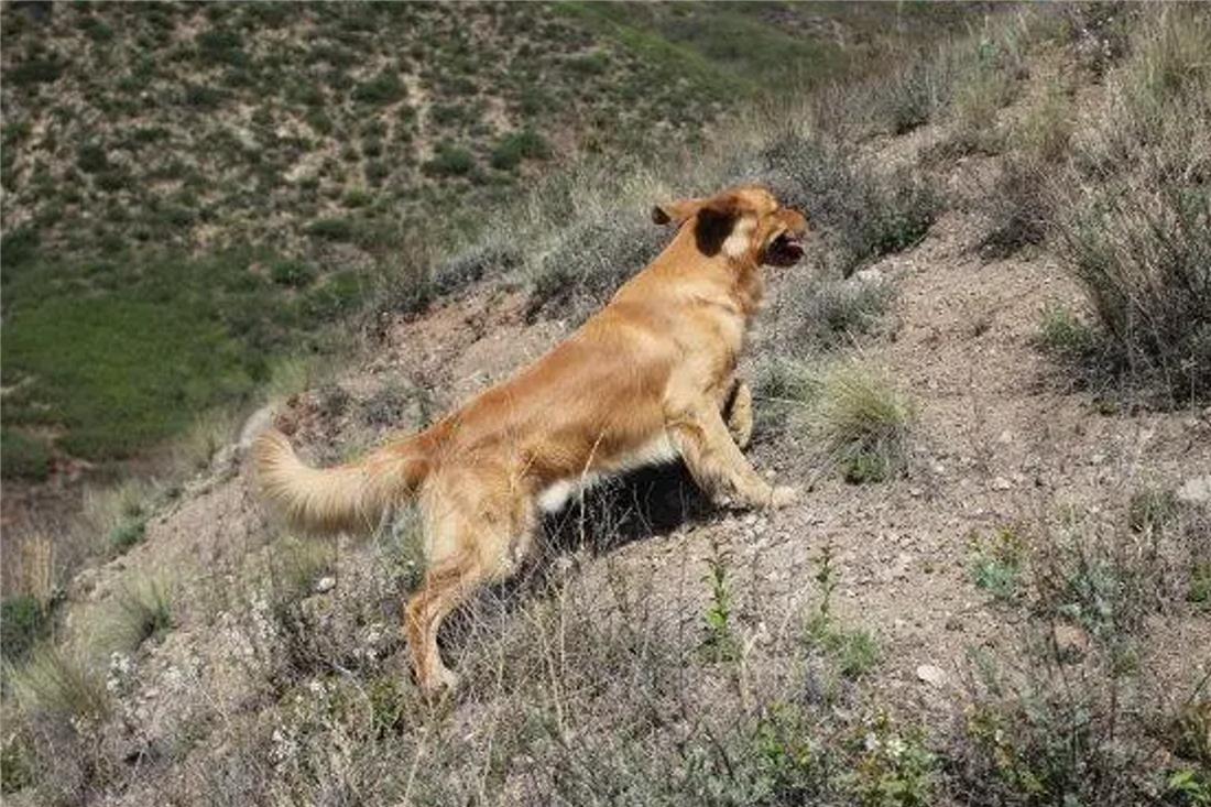 土狗追几十里找主人,土狗自驾川藏线上