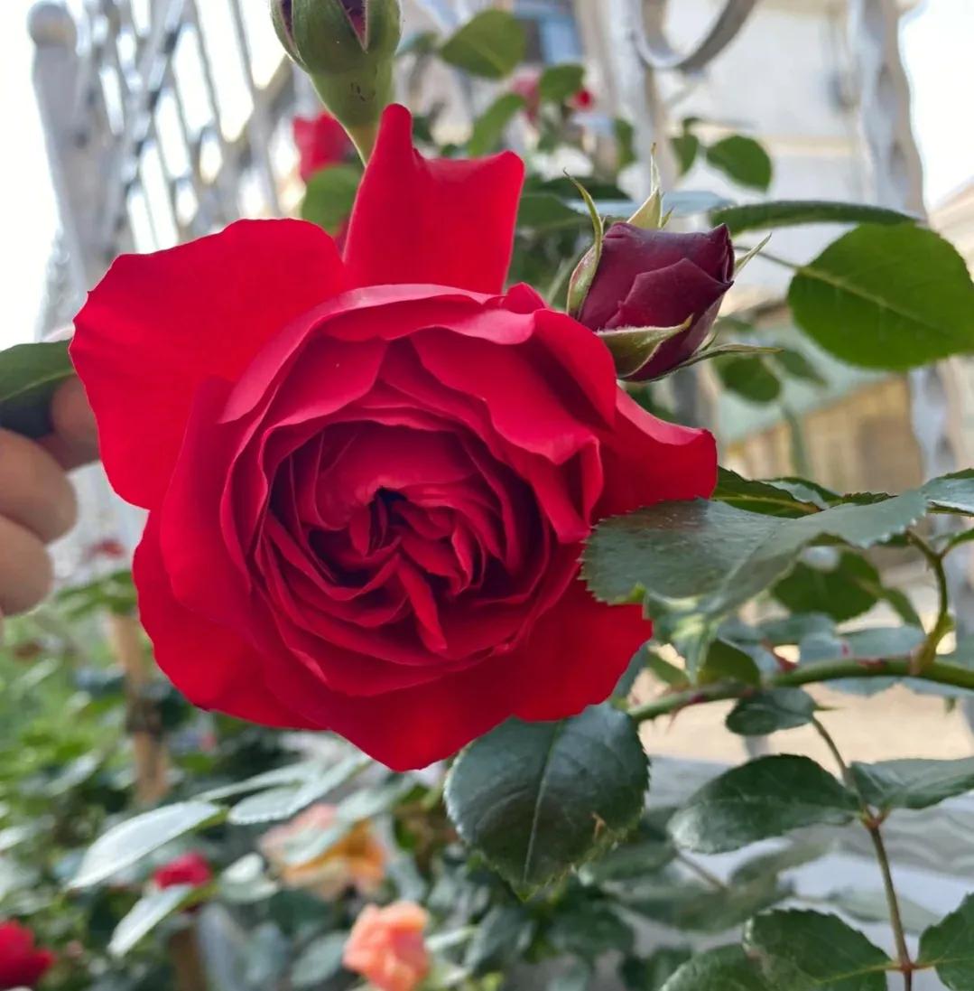 良心商家道出真相，3种月季白送给你都不能要，很多人都被骗了