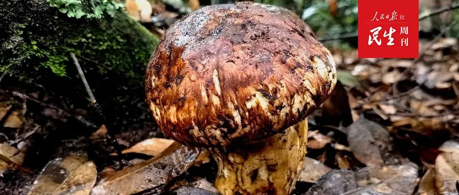 比肉还好吃的香菇就应该这样做,比肉还香香菇