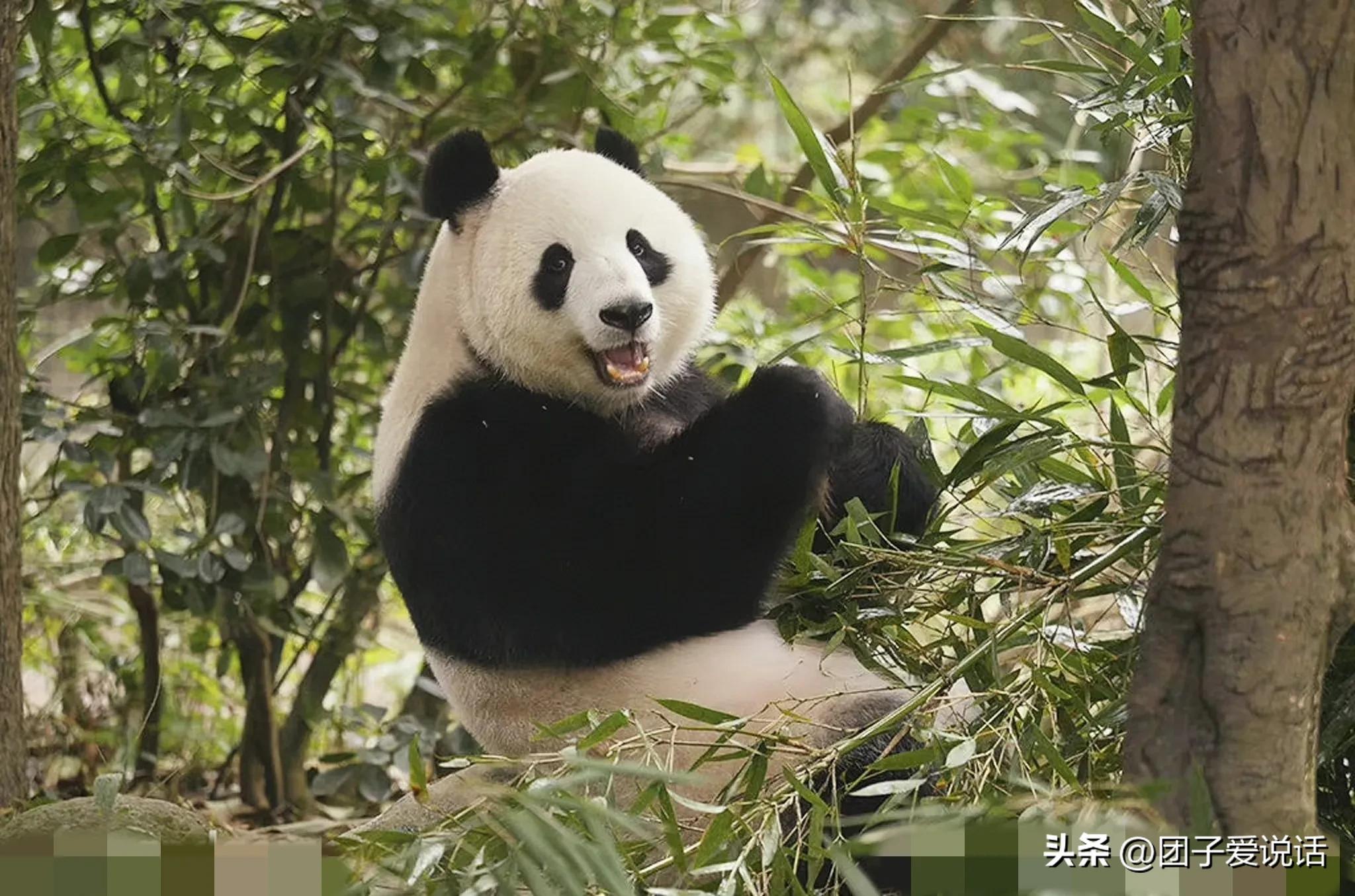 “外公熊”大熊猫“科比”的一生