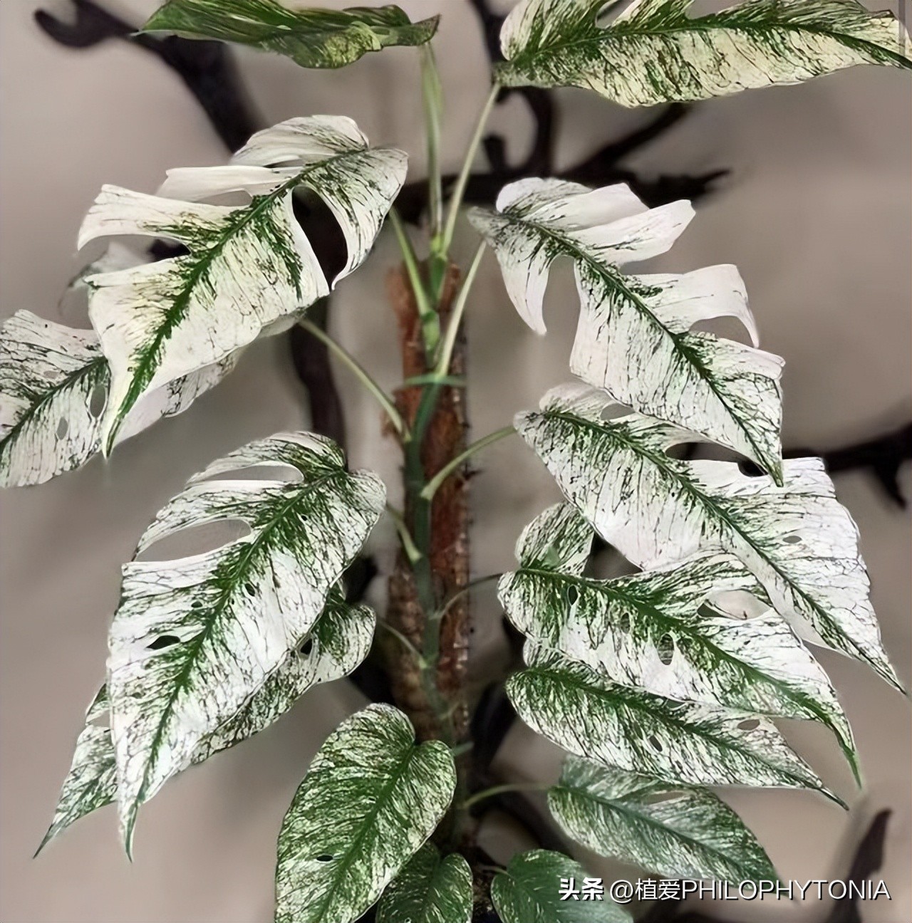 麒麟尾的猫咪是什么样的品种,麒麟尾花卉品种