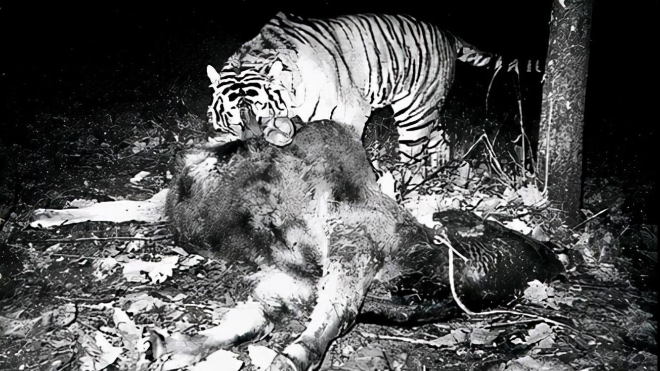黑龙江吉林东北虎豹,野生东北虎咬死东北豹
