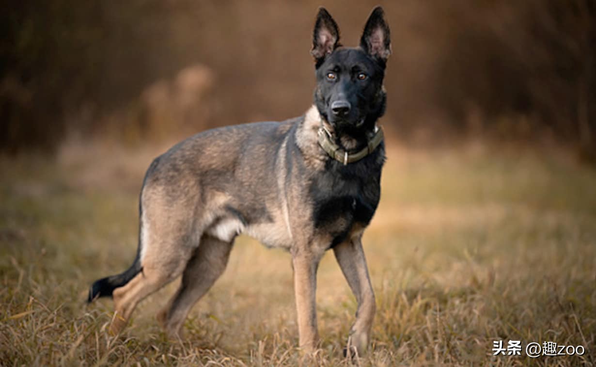 最适合看家护院的十种狗狗是哪些,十大适合家养的护卫犬有哪些