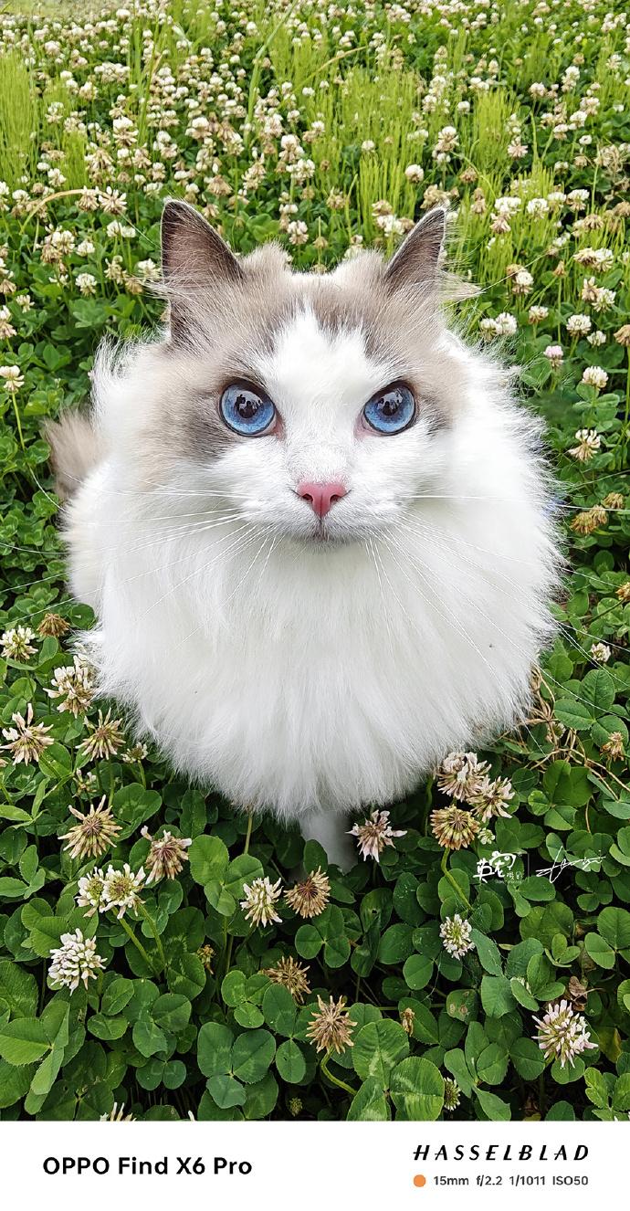 萌宠手机拍摄技巧和手法视频,萌宠用手机怎么拍能拍出高级感