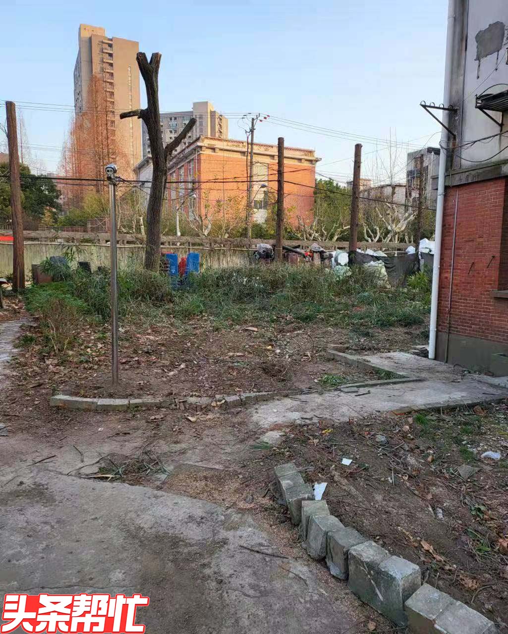 立案！督办！沪上优秀历史建筑旁，多棵大树“砍头腰斩”！后果很严重