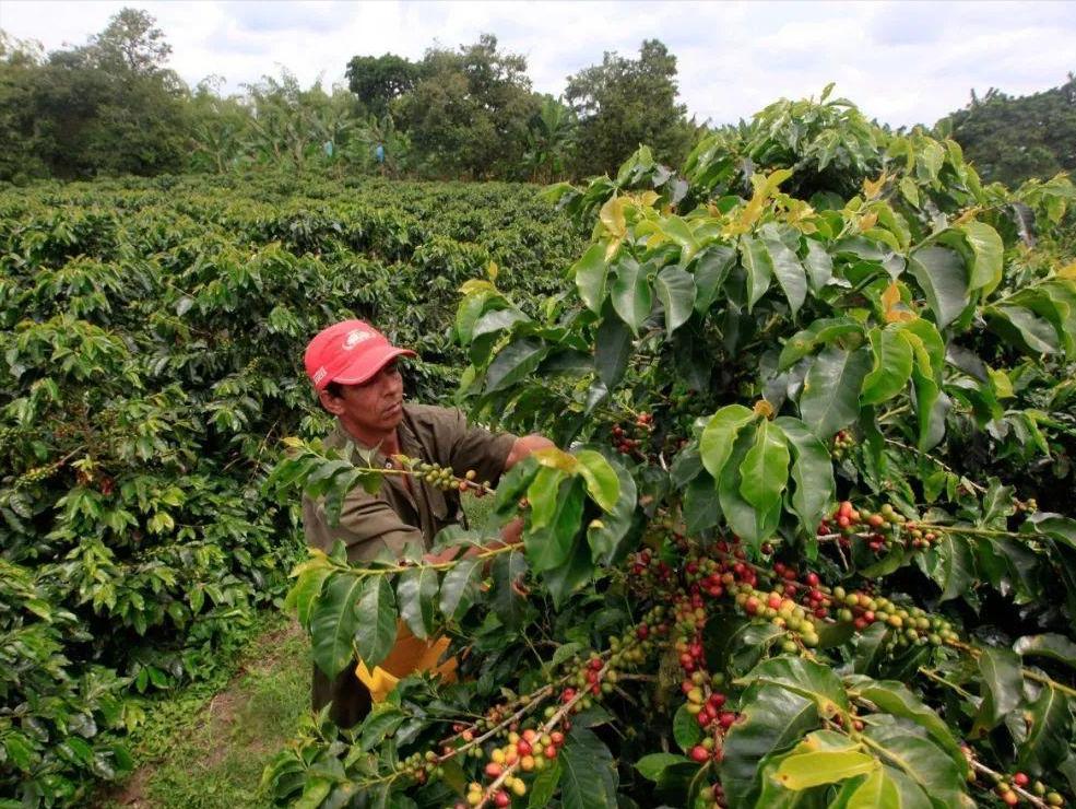 新手入门买什么咖啡豆,咖啡爱好者咖啡豆选购