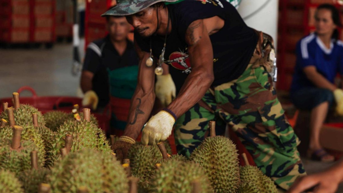 越南榴莲引入中国，泰国垄断地位恐成过去式？榴莲自由又进一步