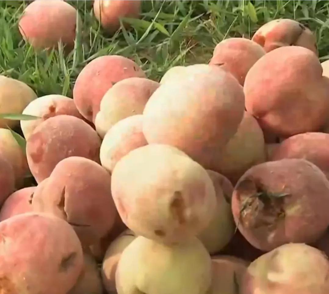 山东女孩承包5600亩地,女子承包500亩地种红薯被村民偷挖