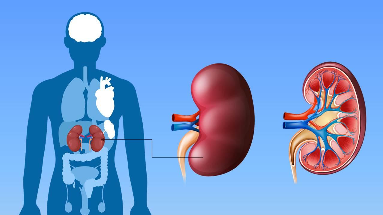 一喝水就尿多肾脏是好还是不好,一喝水就尿多说明肾脏好还是不好