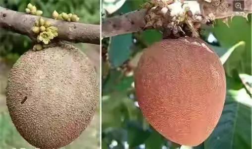 100多种罕见水果欣赏,100种罕见水果名字