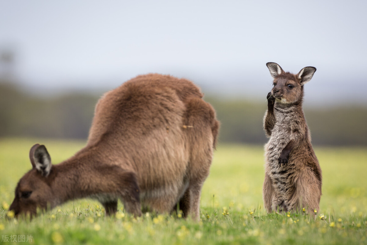 去澳大利亚打工真实现状,澳大利亚研究所真实现状