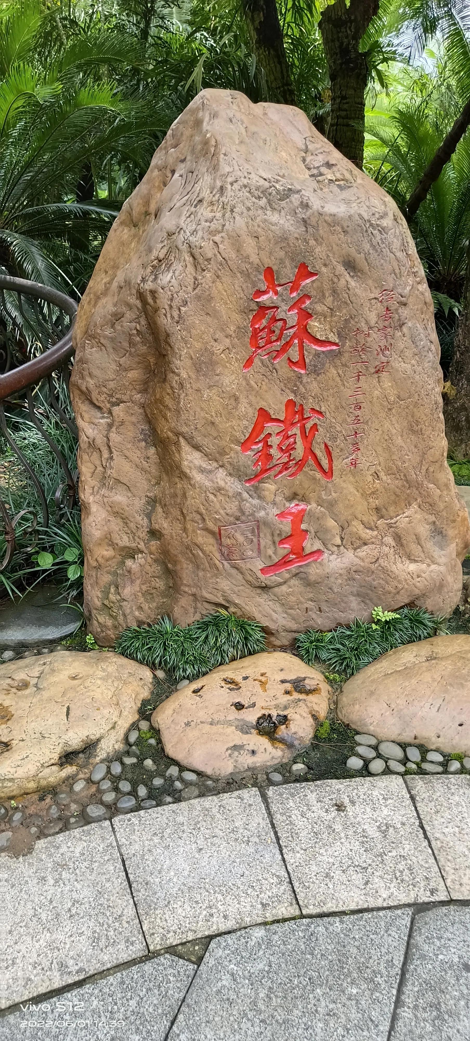 千年铁树开花完整版,千年铁树开花打一小说名