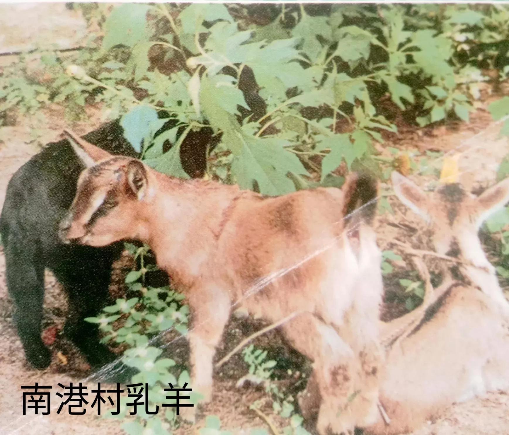 七食店在哪,七食