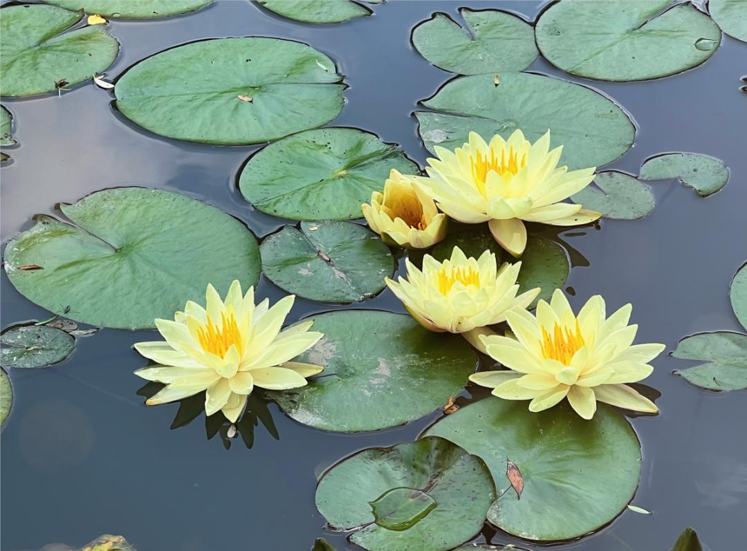 荷花睡莲你能分清吗,荷花和睡莲你能真的分得清楚吗