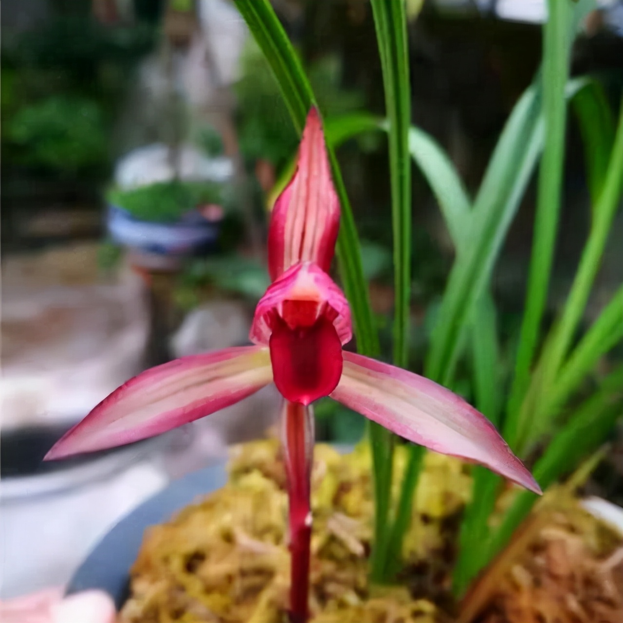 四季开花的杂交兰花,最值得养的杂交兰花