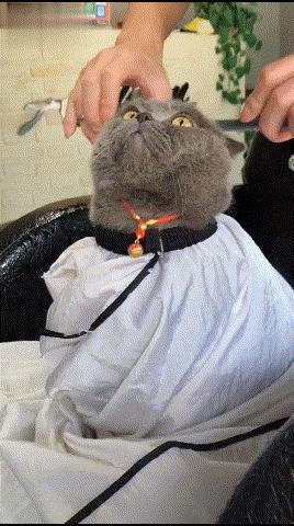 3-6个月的猫咪性格习惯养成,猫咪怎样才能让它变得听话乖巧