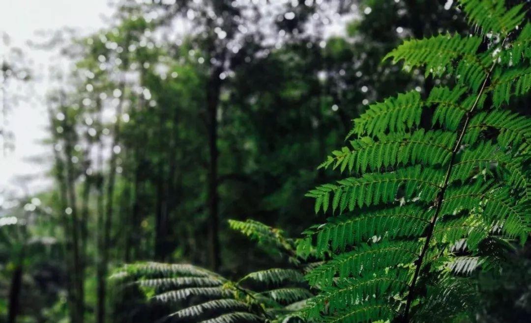 都江堰熊猫谷里的国宝,都江堰市大熊猫国家公园