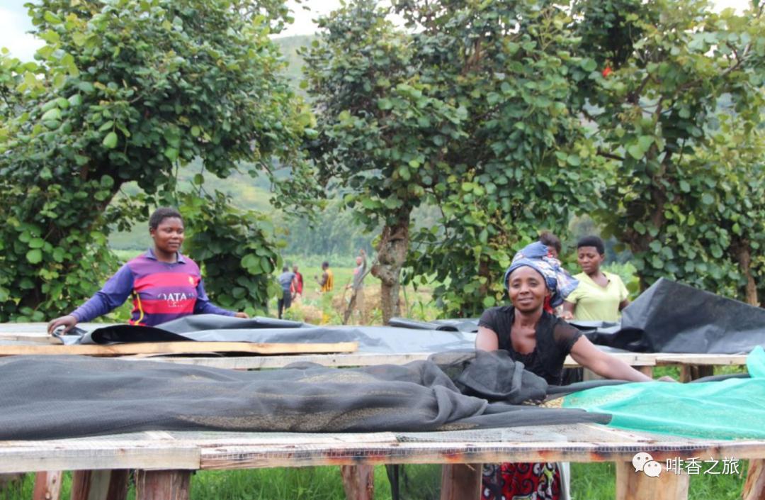 咖啡的产地及分布,咖啡四大著名产地