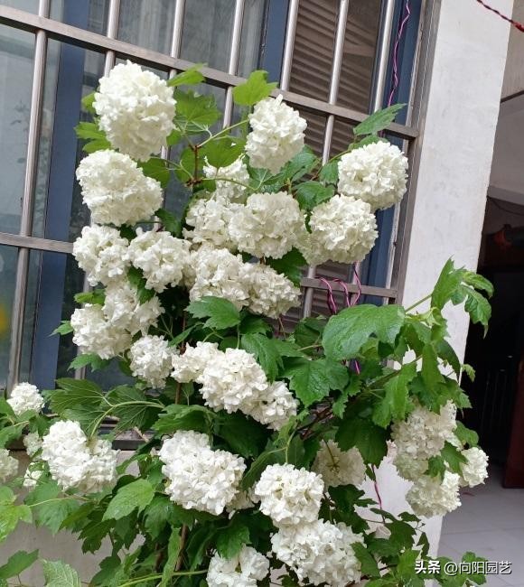 木绣球叶片,木绣球看叶子识别品种