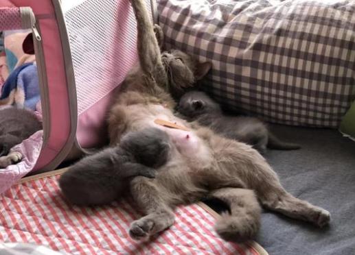 猫咪乳腺炎需要把奶挤出来么,猫咪假孕乳腺炎有硬块怎么消除