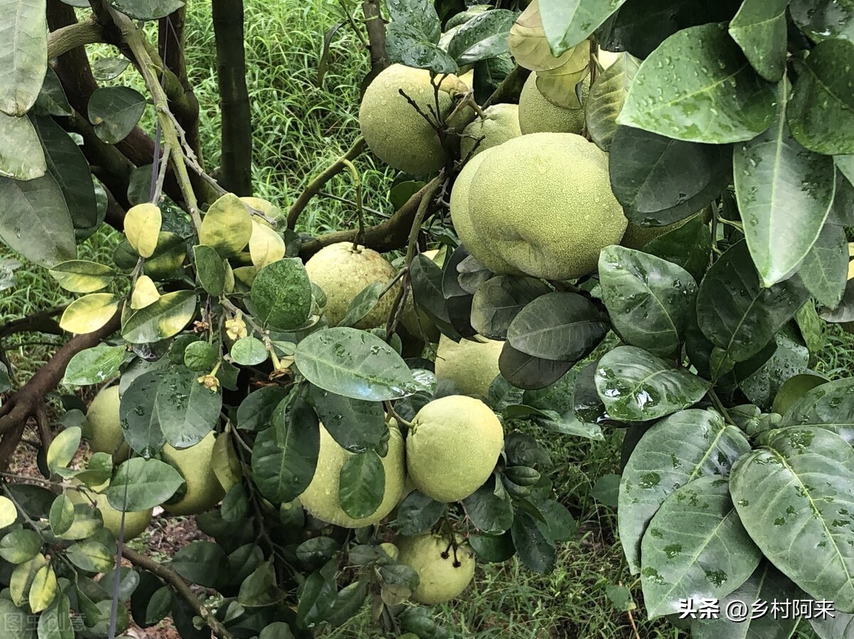 什么品种的柚子皮薄又大又甜,适合院子里种的柚子优良品种