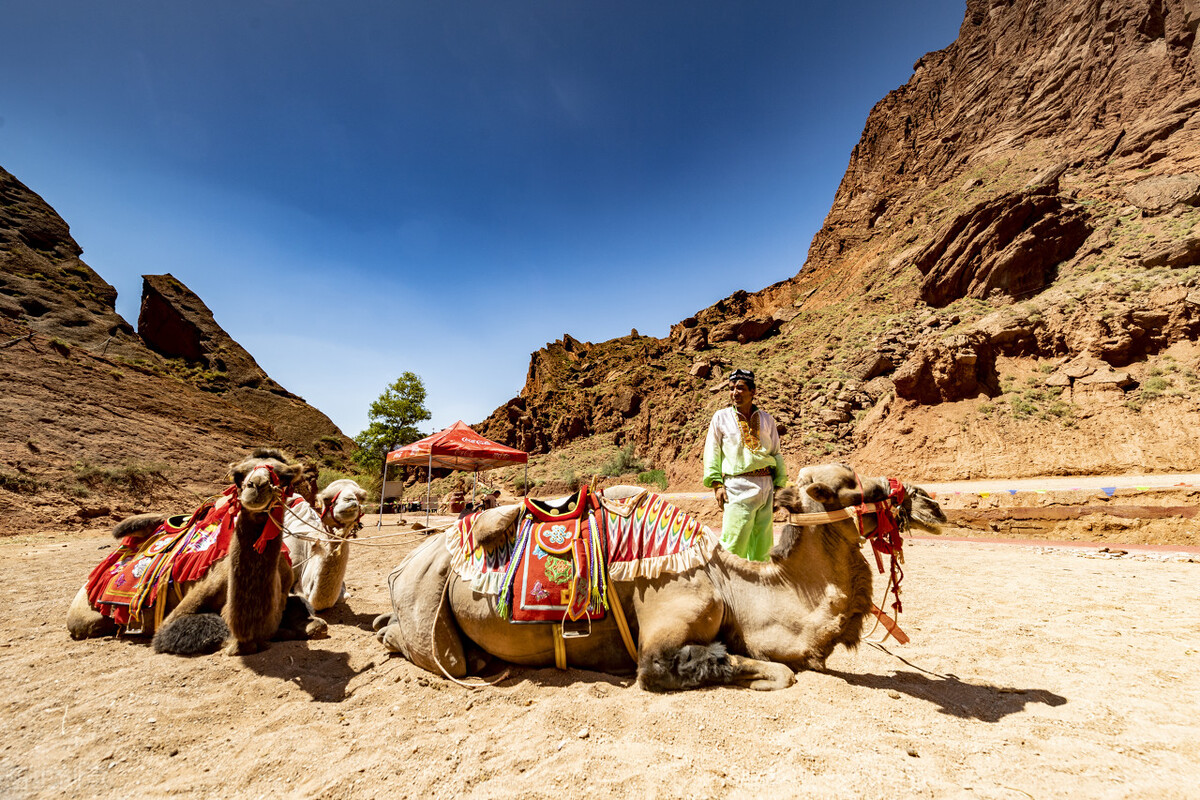 秋天的胡杨林景色宜人,深秋胡杨林的美丽