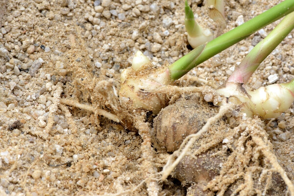 怎样种植生姜才能高产,生姜适合什么土壤种植才能高产呢