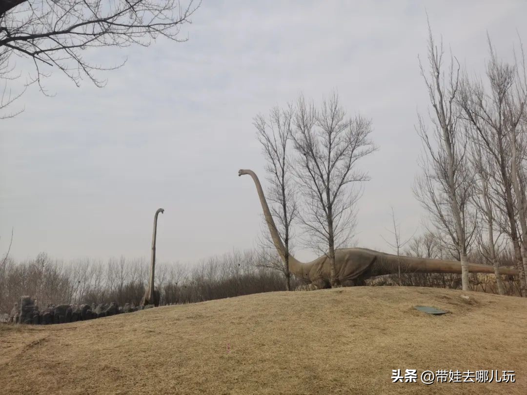 一天玩遍北京野生动物园,包场去鸟巢