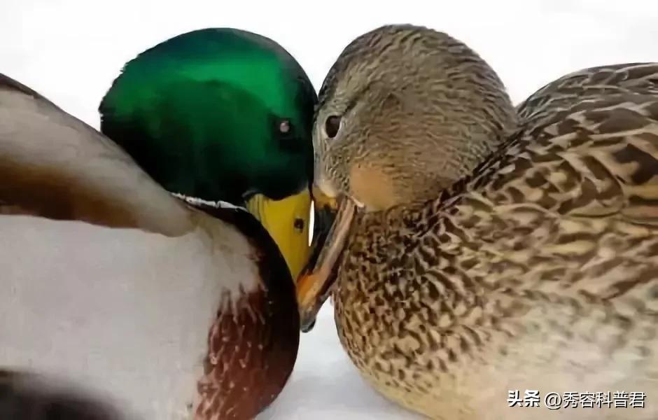 *拍偷**的夫妻生活照，羞羞的