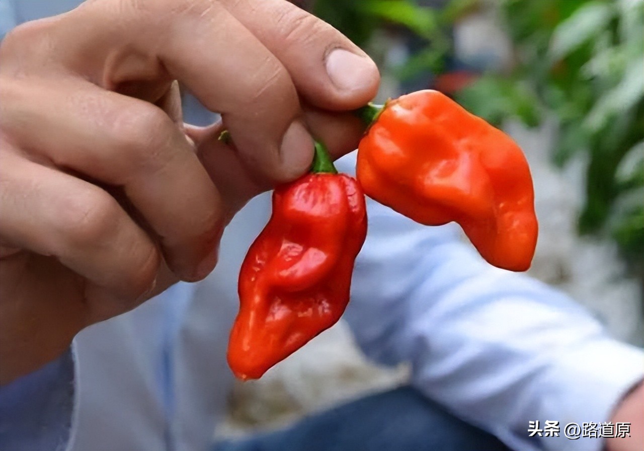 辣死一头牛的辣椒,挑战吃最辣的五种辣椒