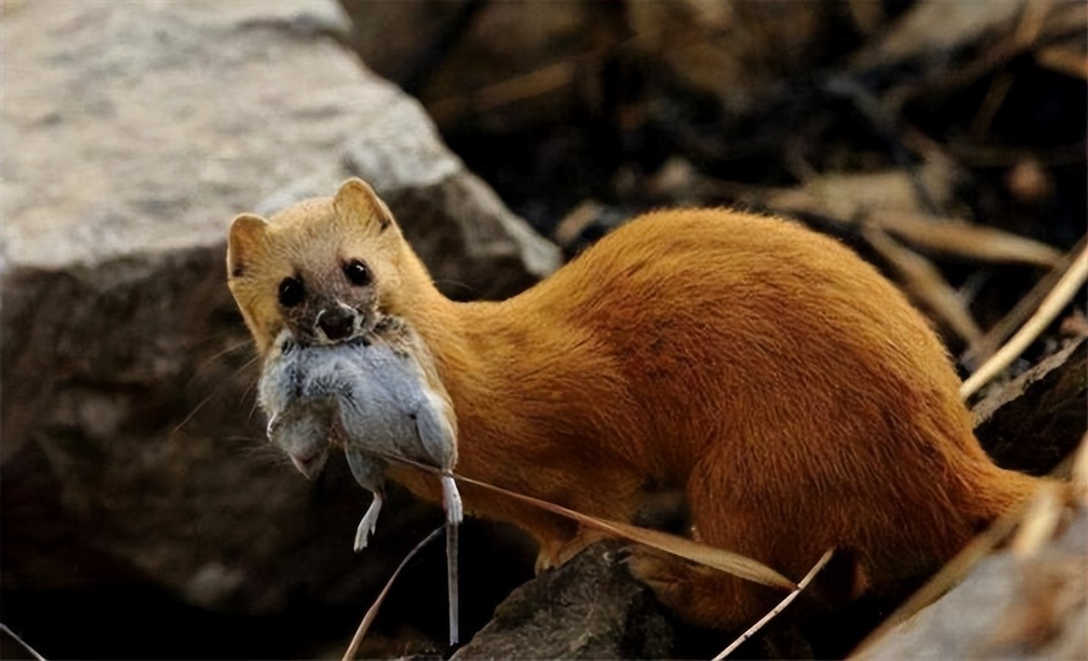 黄鼠狼为什么不能叫黄鼠狼,黄鼠狼到底有没有科学依据