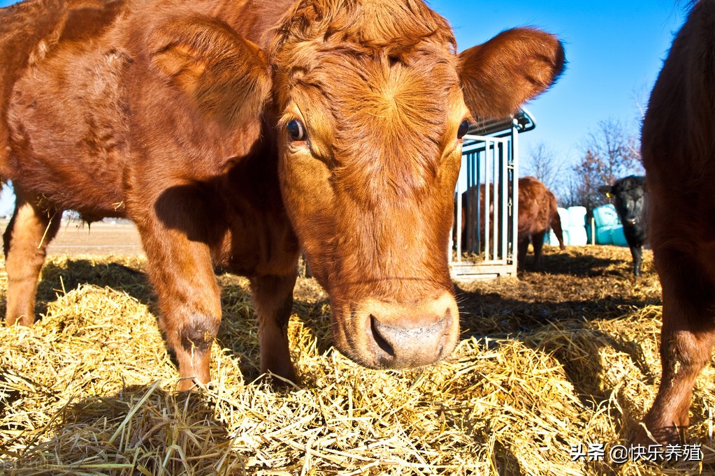 牛反反复复不吃是怎么回事,牛突然不吃草病了怎么办