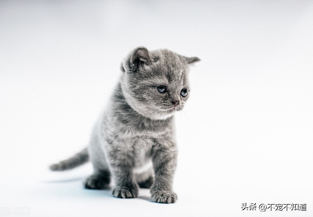 猫咪肠胃炎吃什么药最有效,猫咪肠胃炎吃什么药最好