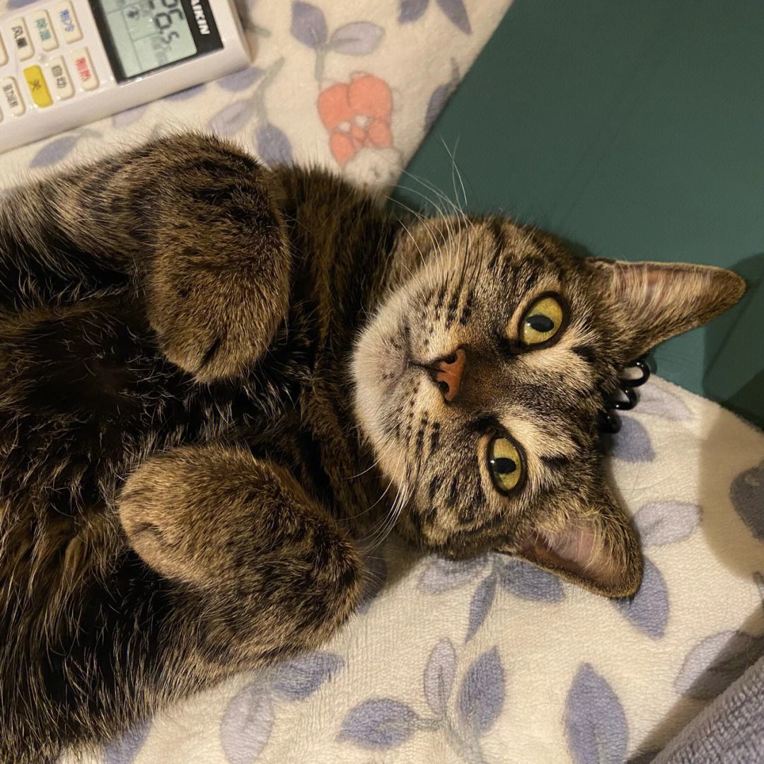 2023年最受欢迎的7种猫,最受欢迎的猫品种前十名