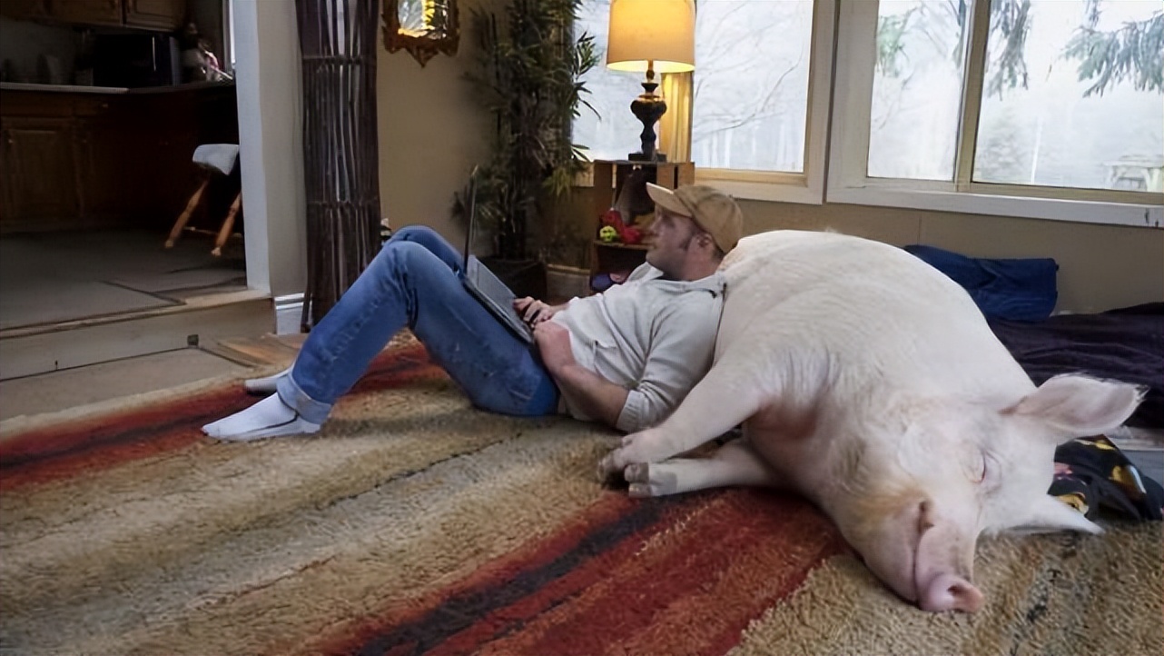 野猪老虎熊战斗力,一猪二熊三老虎谁最厉害