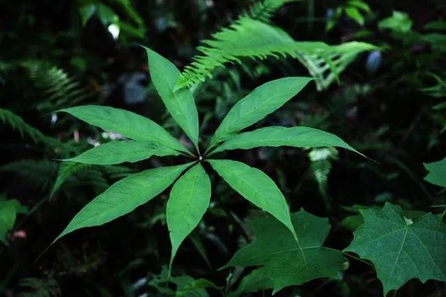 虎字植物,带虎字的花有哪些