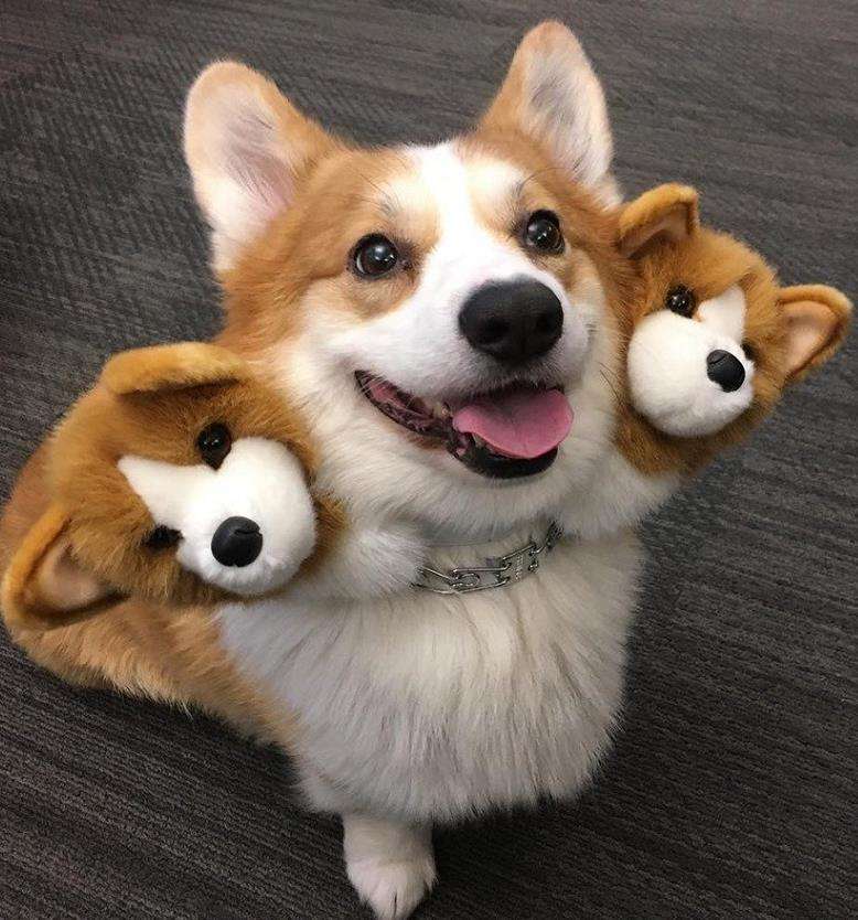 柯基犬优缺点分析,柯基犬优缺点及适合人群分析