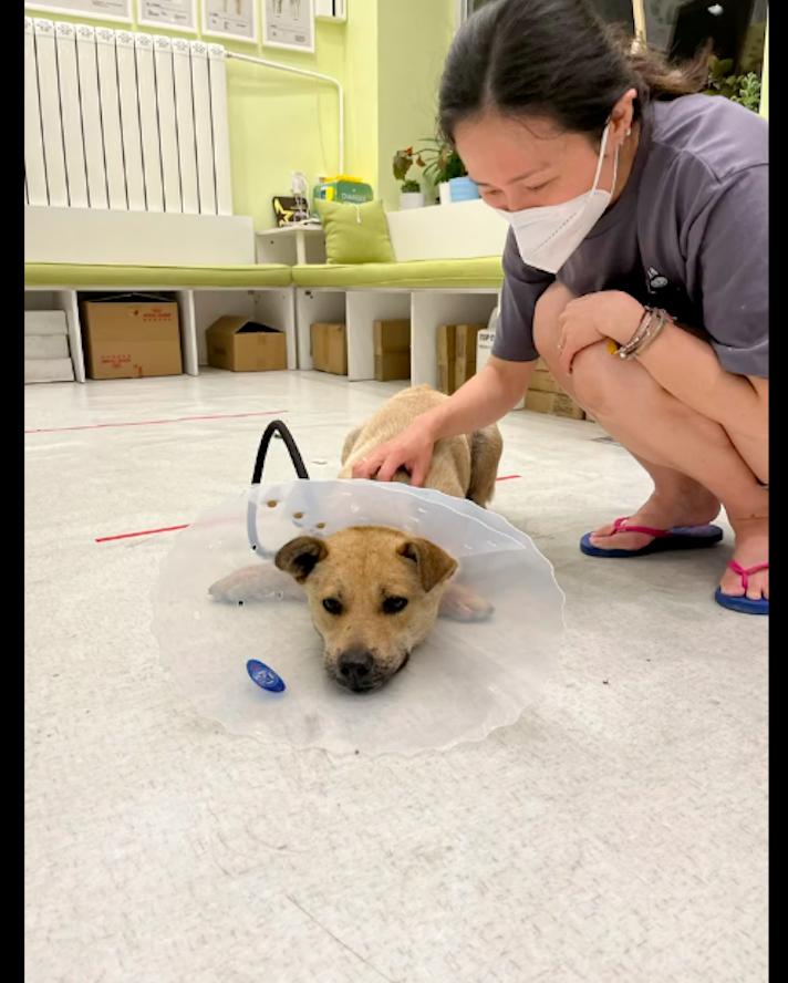 狗从14楼跳下后续救活,狗截肢