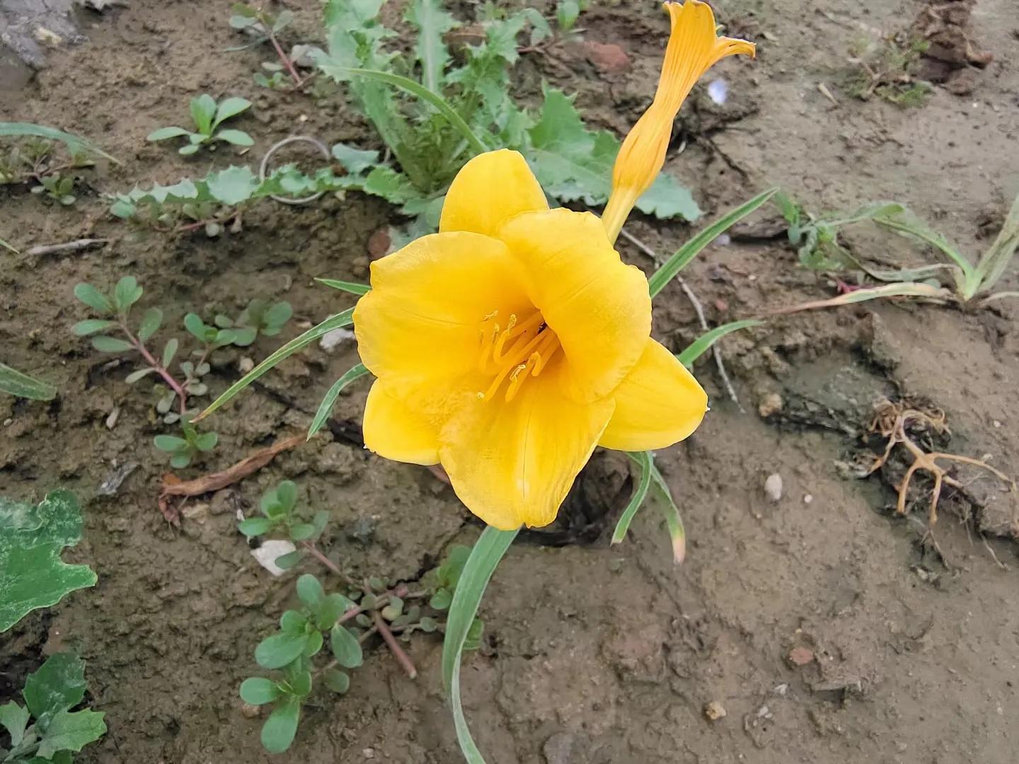 政府补贴部分的租金收入怎样记账,政府给的租金补贴计入什么科目