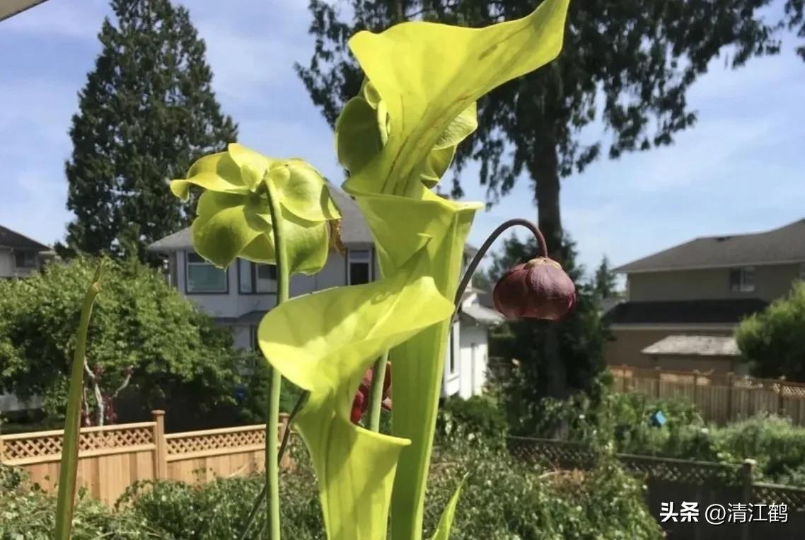 有什么推荐的食虫植物,又好看又便宜的食虫植物