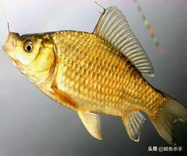 鲫鱼为什么是金黄色,金黄色鲫鱼是野生的吗
