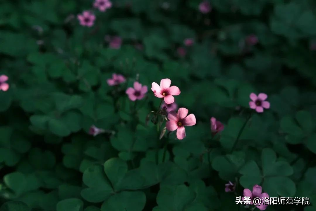 当洛师邂逅43种中国传统色……