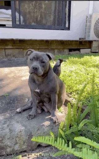 狗跟喜鹊待久了竟开始假孕分泌乳汁鸟：我把你当朋友你却想当我妈