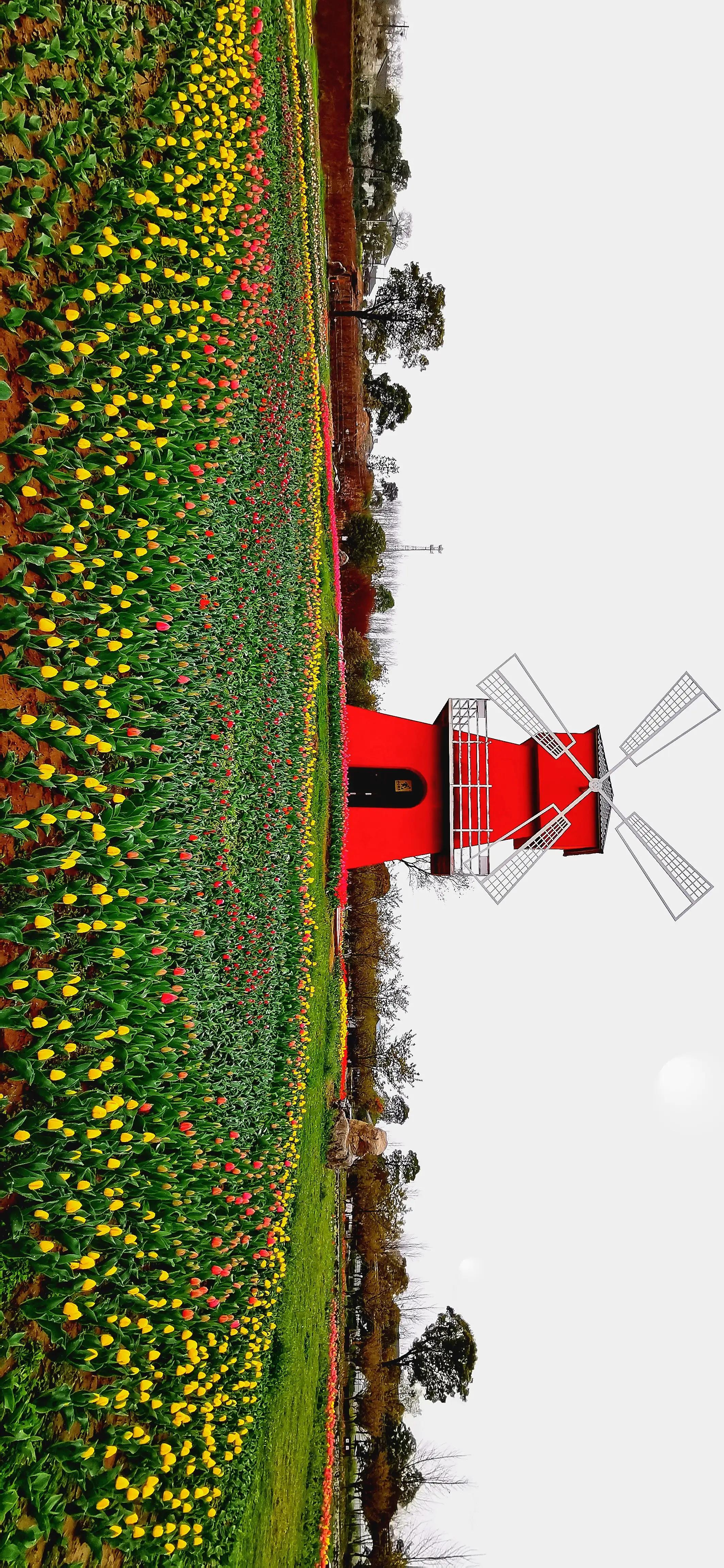 湖北宜昌花海赏花,枝江同心花海四月有什么花