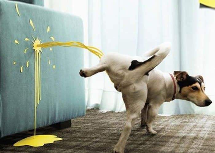 狗狗少了一圈的毛,狗狗少了一个脚趾