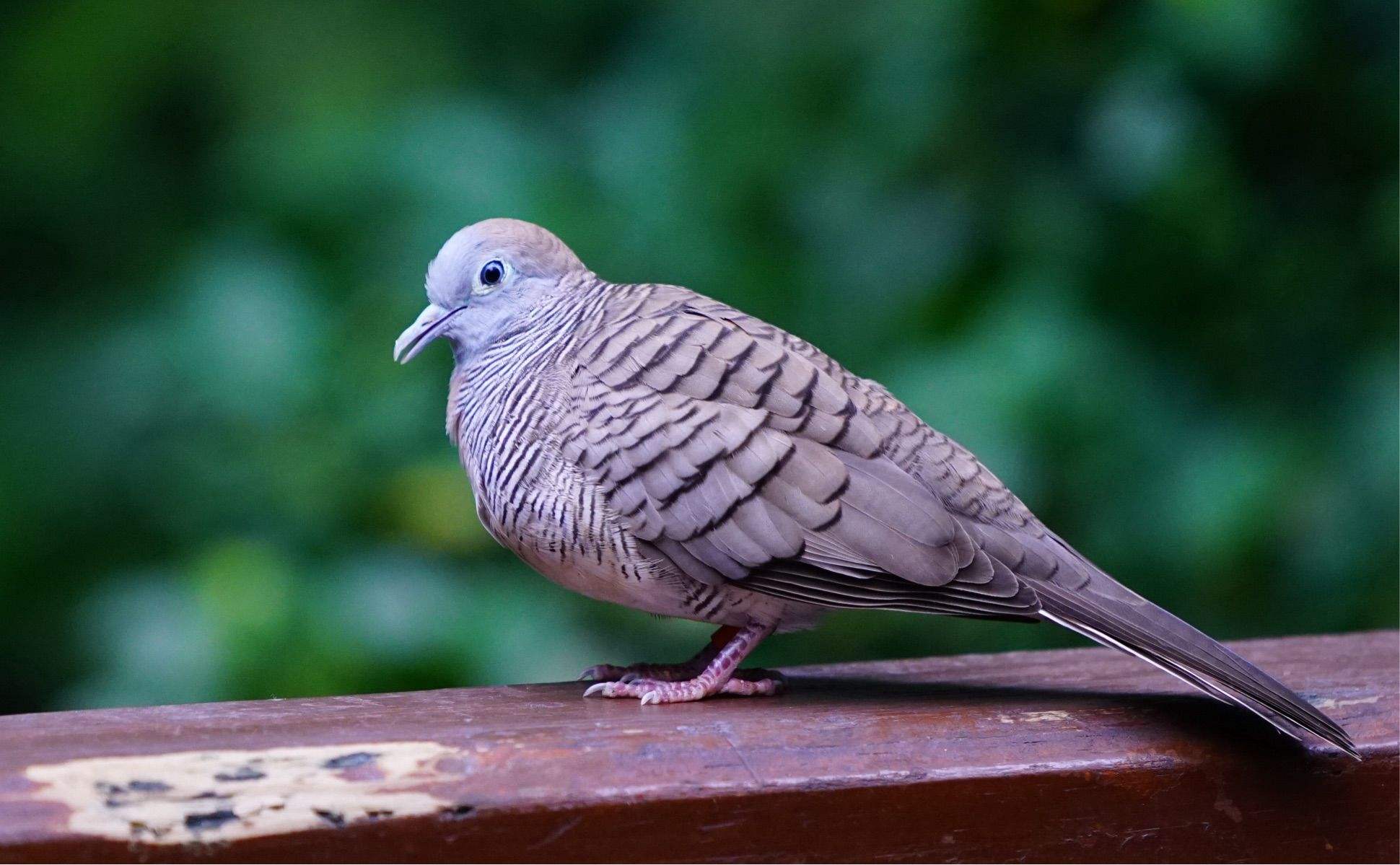 《说文解字》第710课:细说“雇”字,它本来是九种鸟的统称