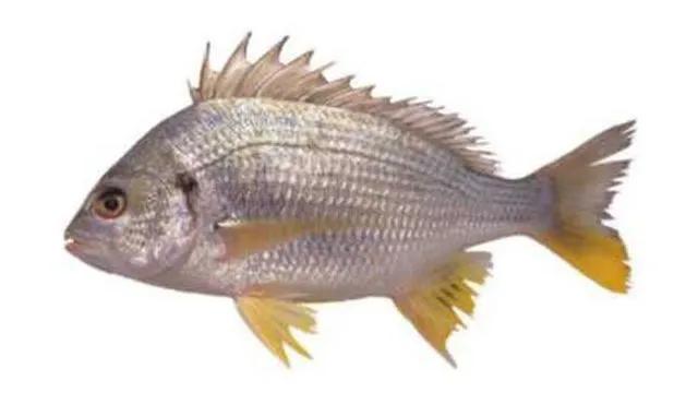 海鲜鱼类排行榜前十名,最便宜的20种海鲜是什么鱼类